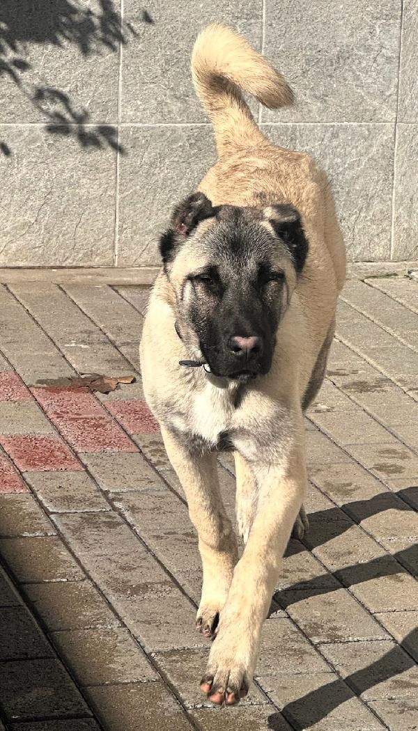 ATHENA BELLISSIMA CUCCIOLONA KANGAL Foto 6